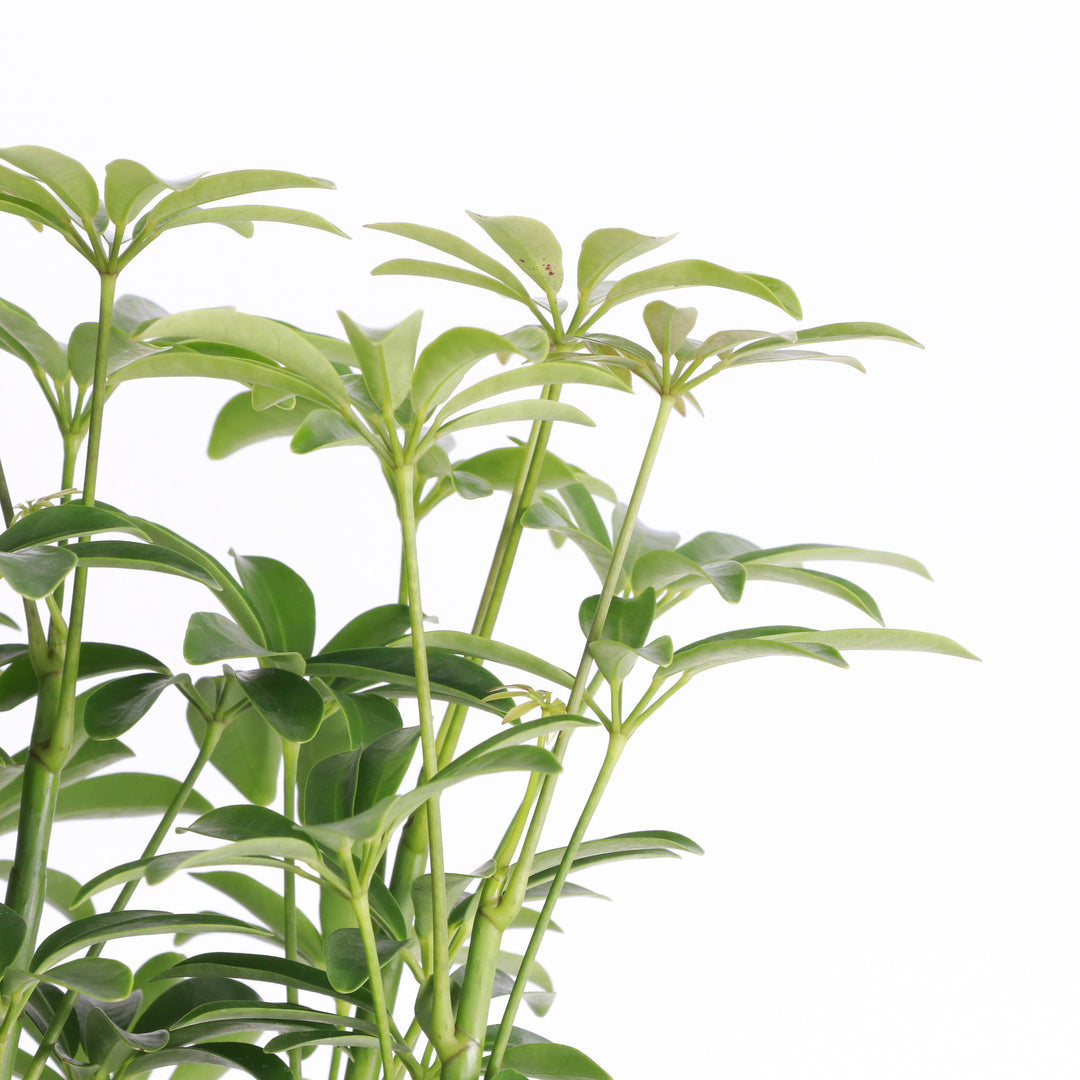 Schefflera Arboricola -  6”