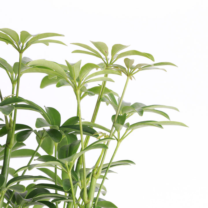 Schefflera Arboricola -  6”