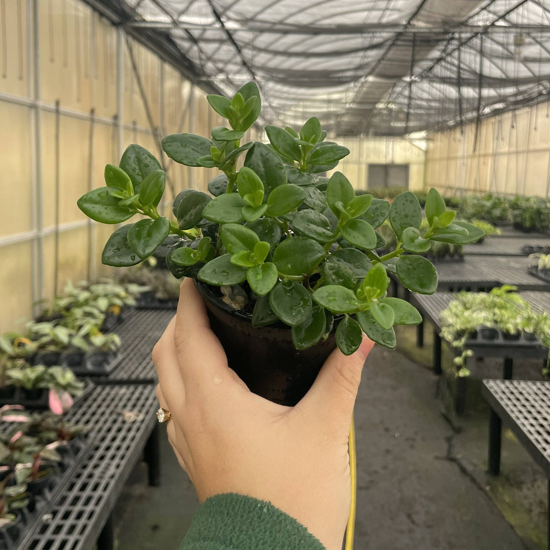 Goldfish Plant - 4”