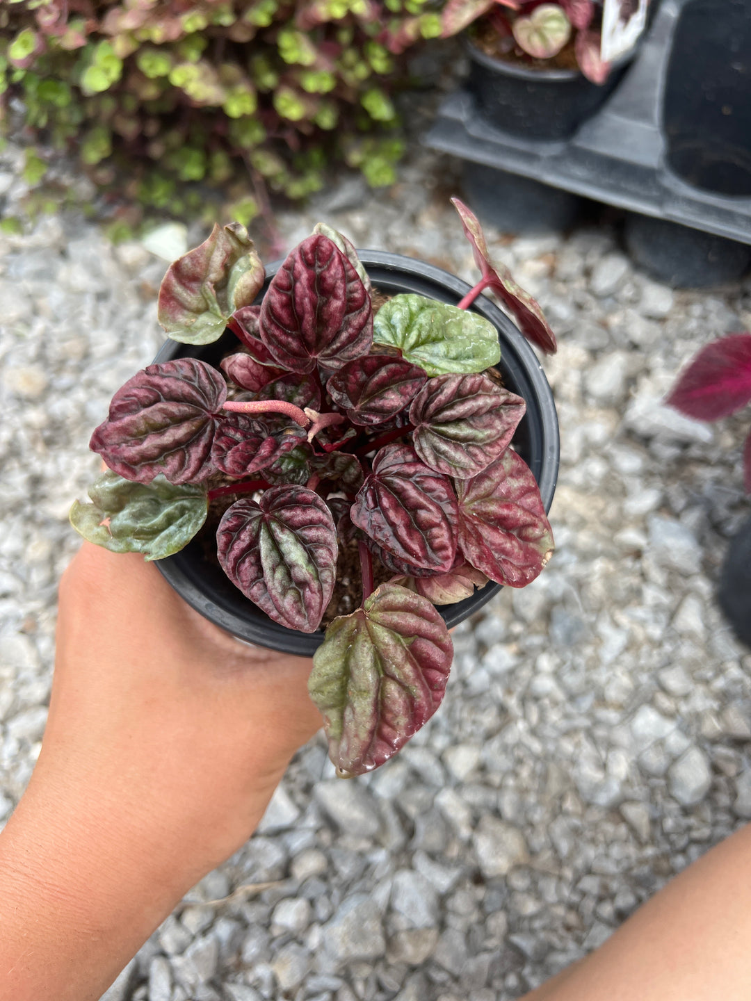 Peperomia Calvert’s ‘Raisinet’ 4”