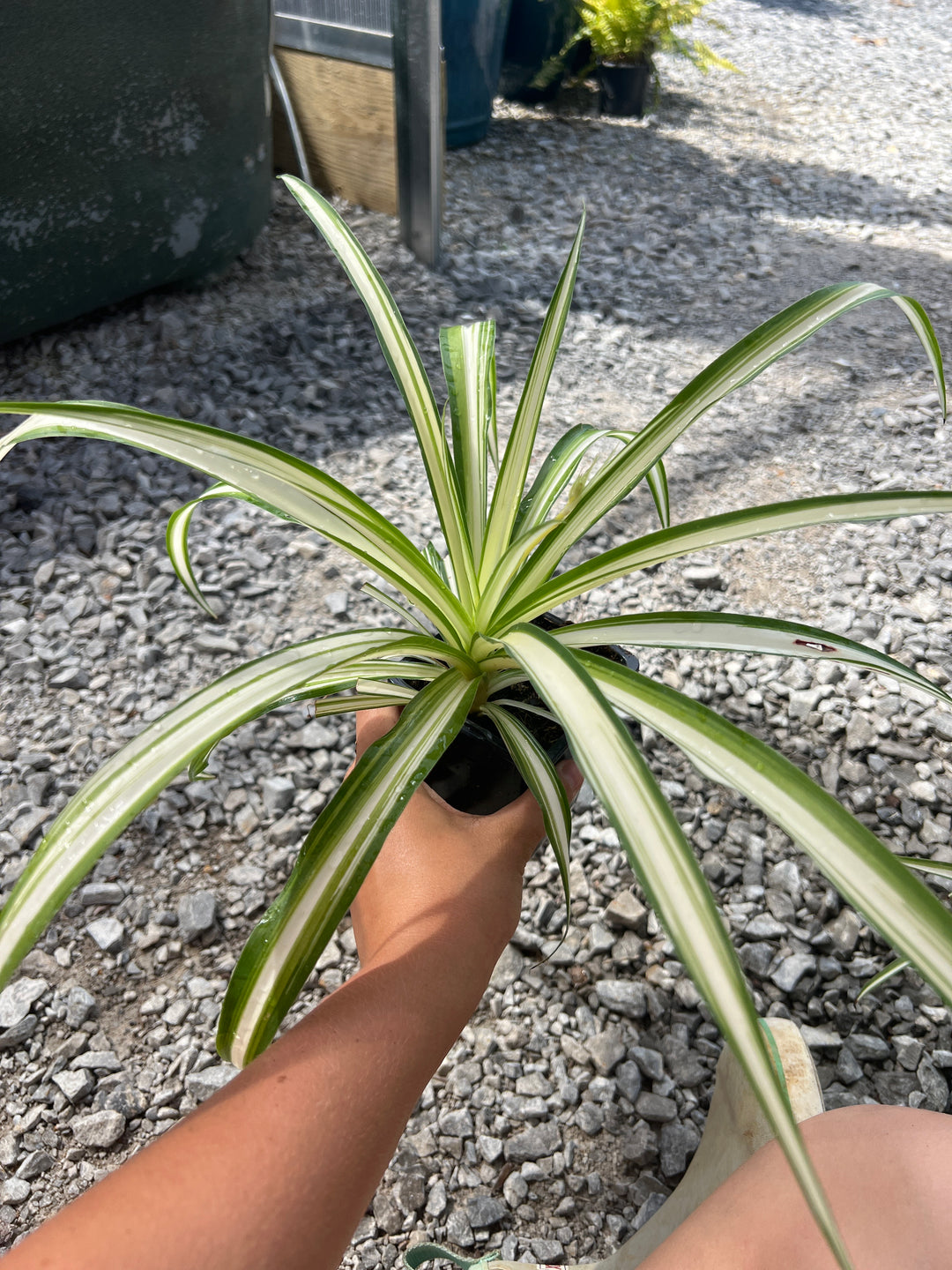 Green Edge ‘Spider Plant’ 4”