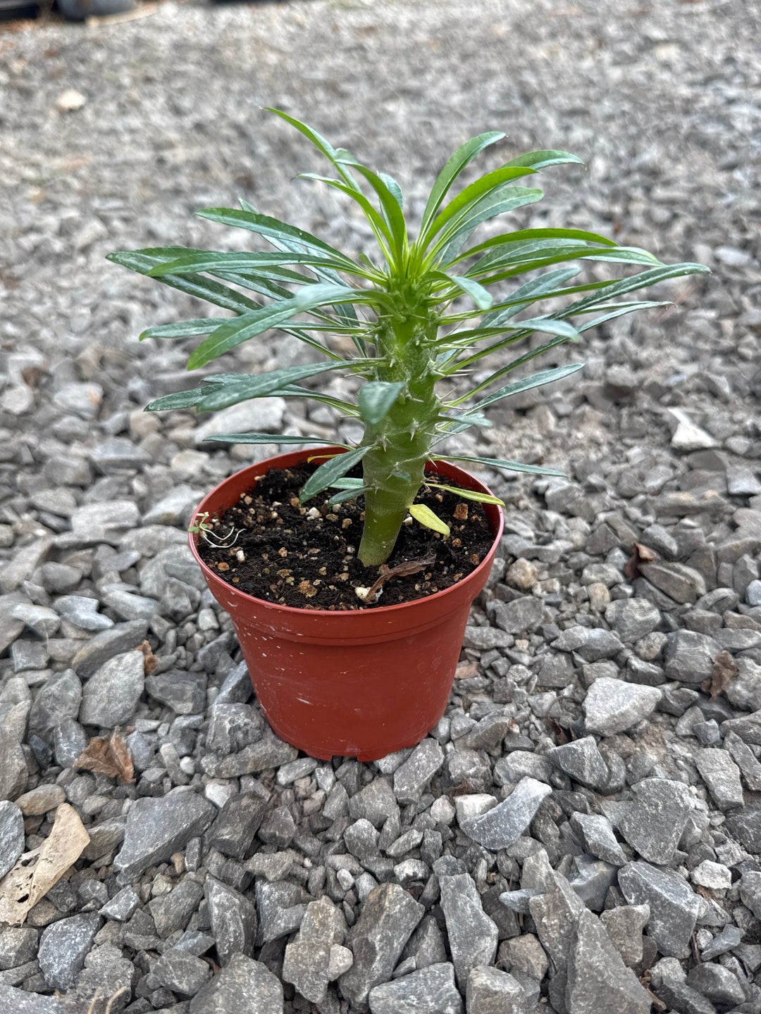 Pachypodium 'lamerei' (Madagascar Palm) - 4" Pot
