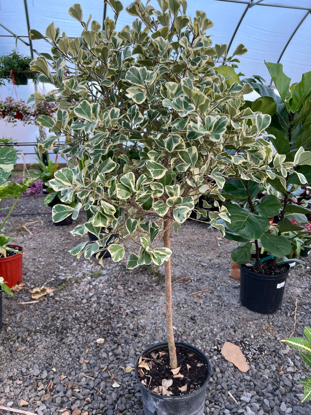 Ficus Triangularis Standard Variegated 10"