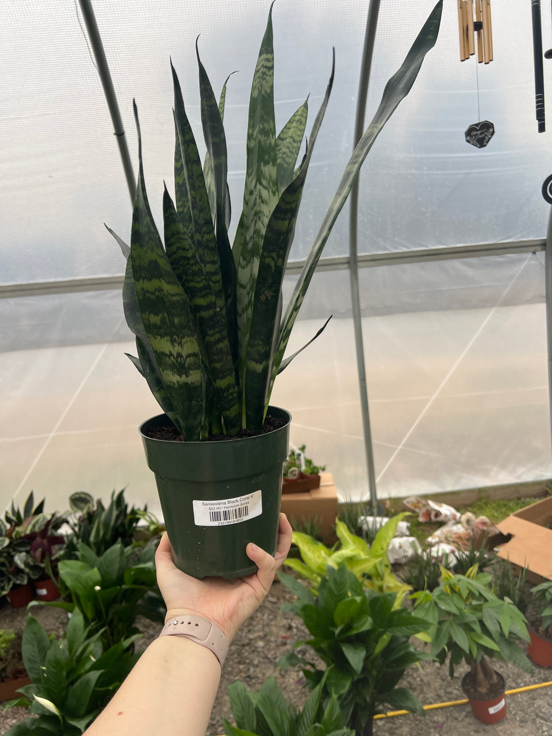 Sansevieria Black Coral 6"