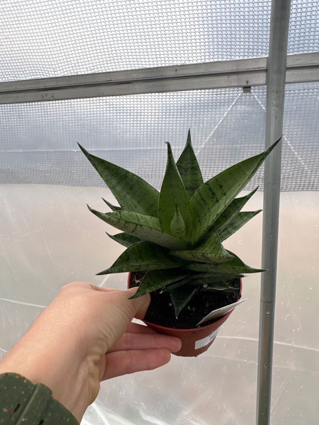 Sansevieria Pagoda 4"