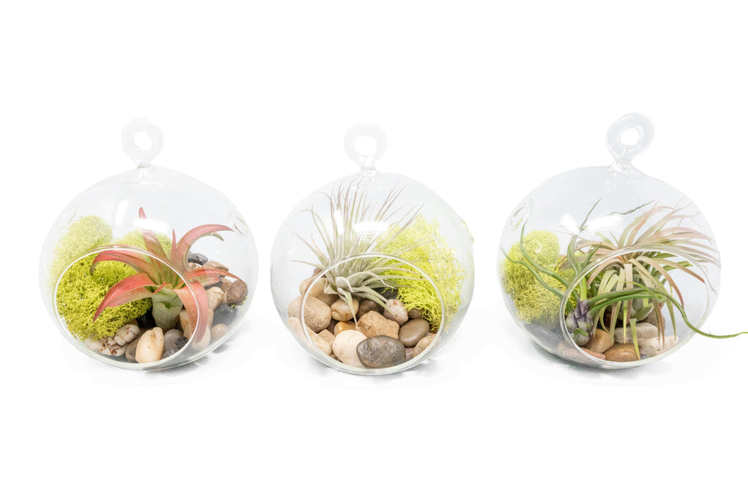 Hanging Flat Bottom Glass Globe Stunning Terrarium Sets
