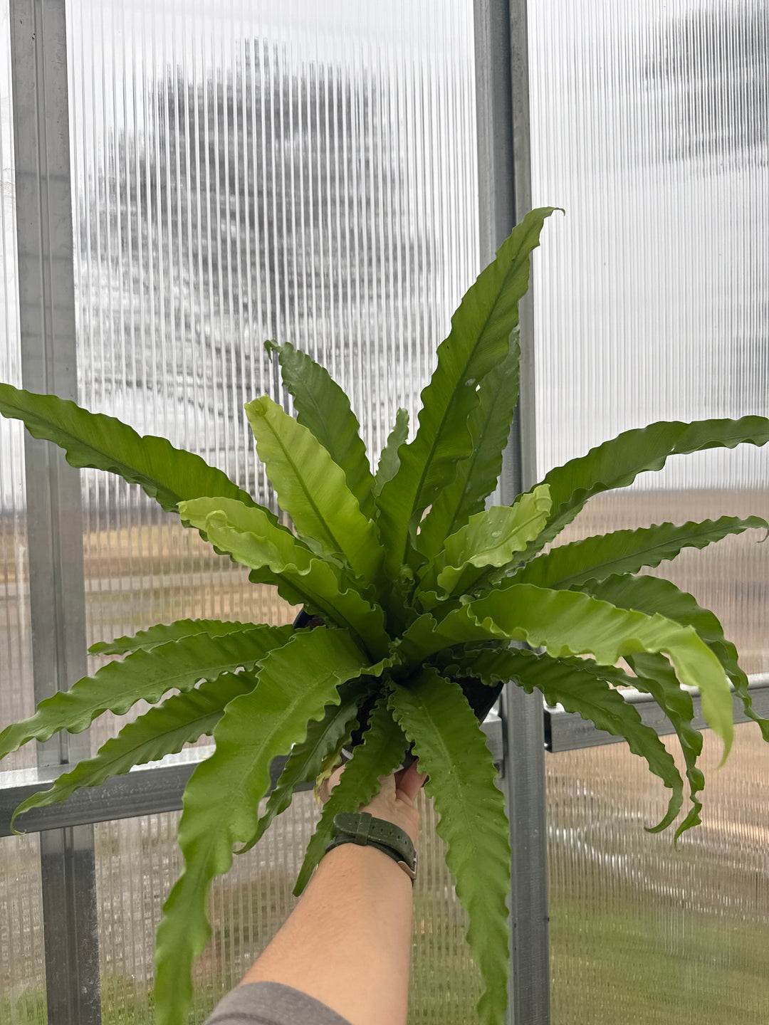 Fern Birdsnest Victoria 8"