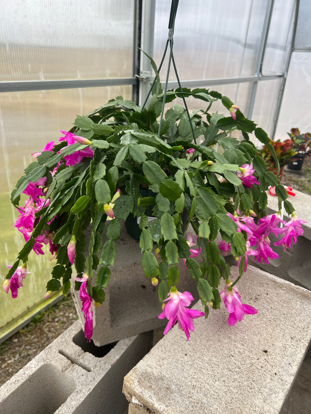 Cactus Christmas Hot Pink 8" HB