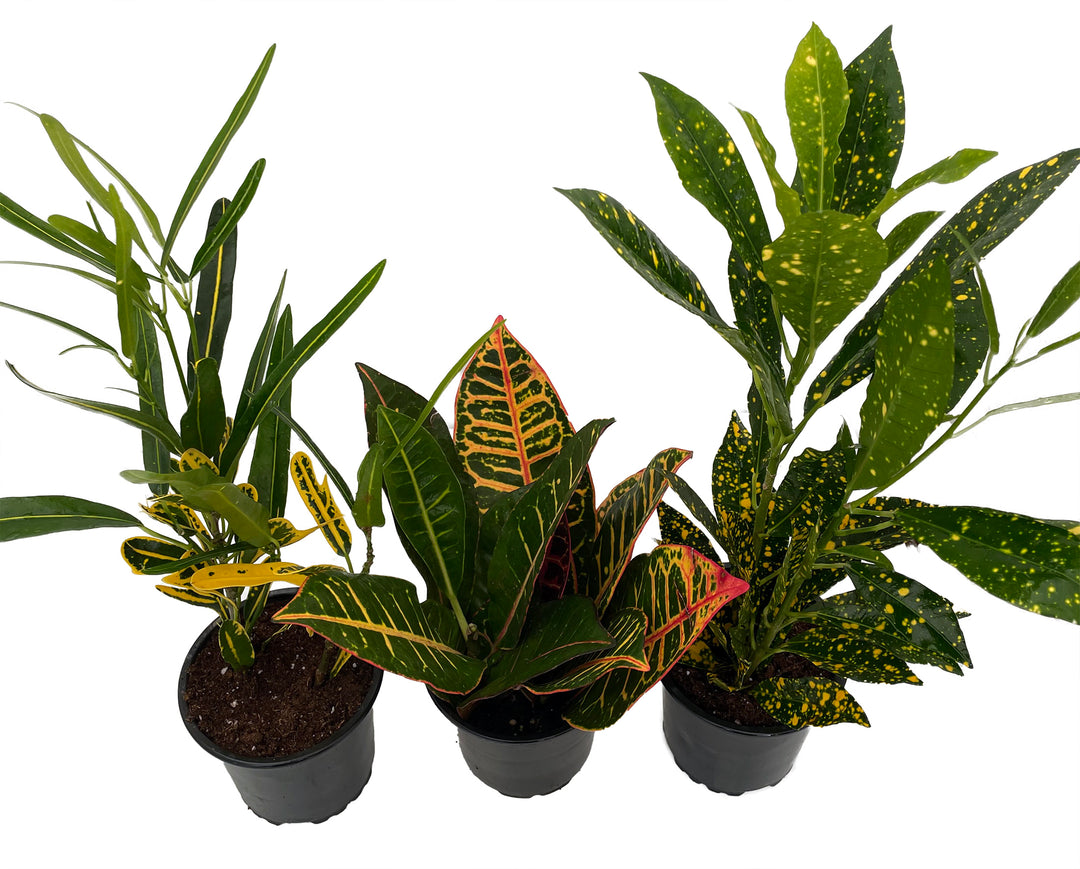 Croton Assorted Colors 6”