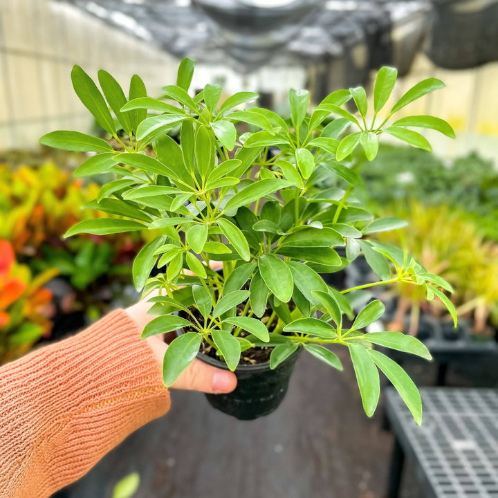 Schefflera Arboricola -  6”