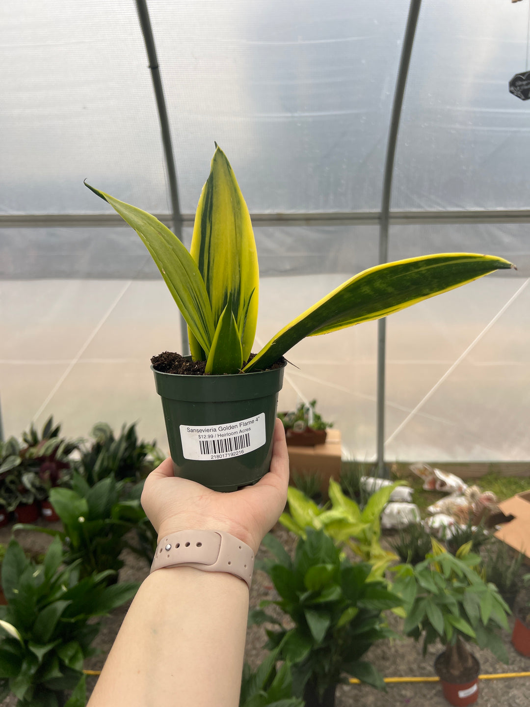 Sansevieria Golden Flame 4"