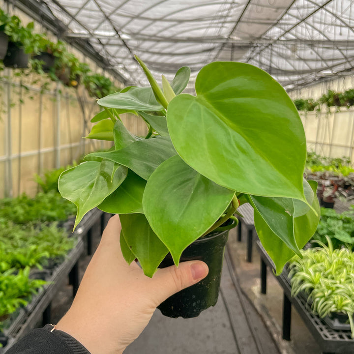 Heartleaf Philodendron - 3”