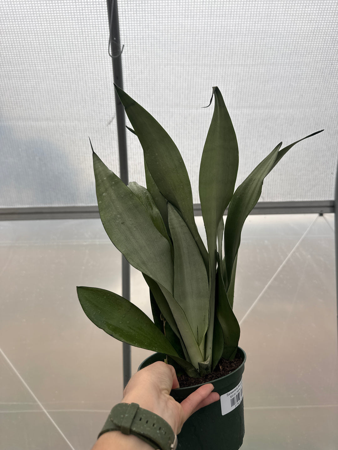 Sansevieria Moonshine 6"