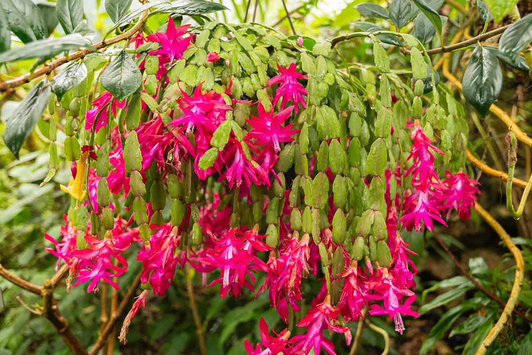 Christmas Cactus 6”