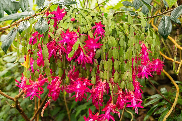 Christmas Cactus 6”