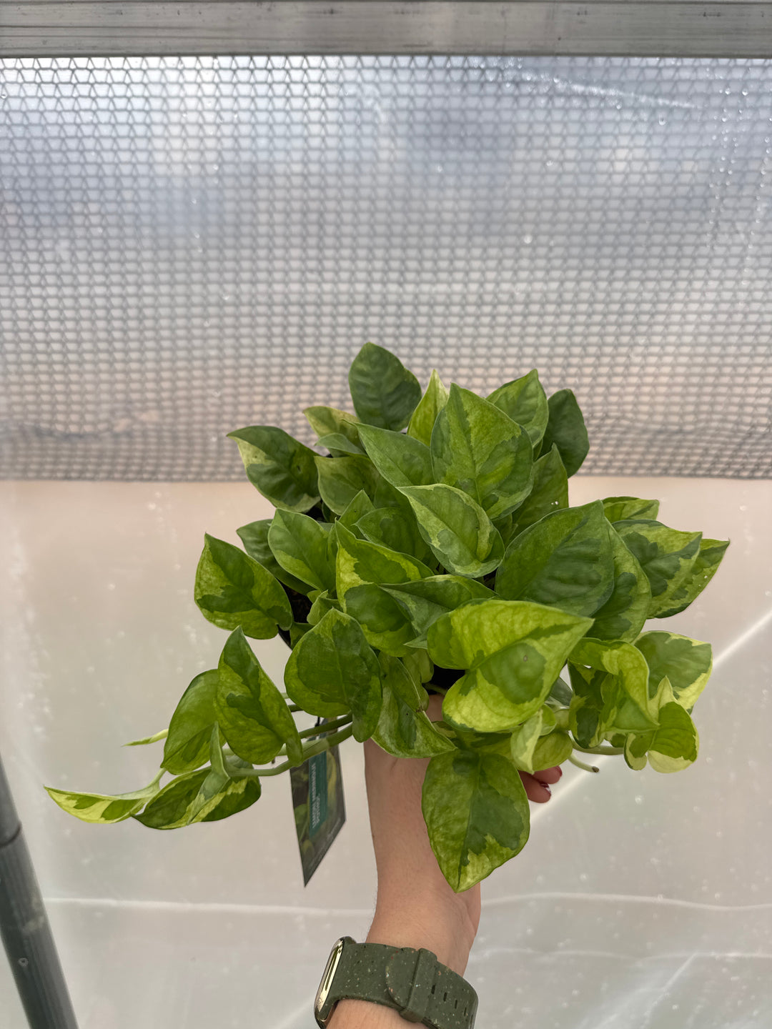 Pothos Lemon Meringue 6"