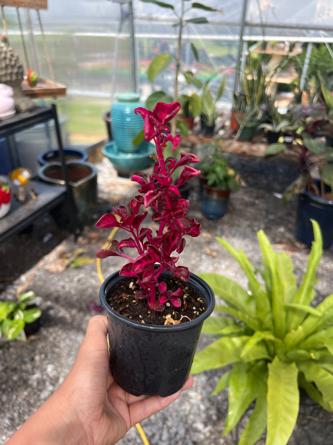 Iresine ‘Red Heart’