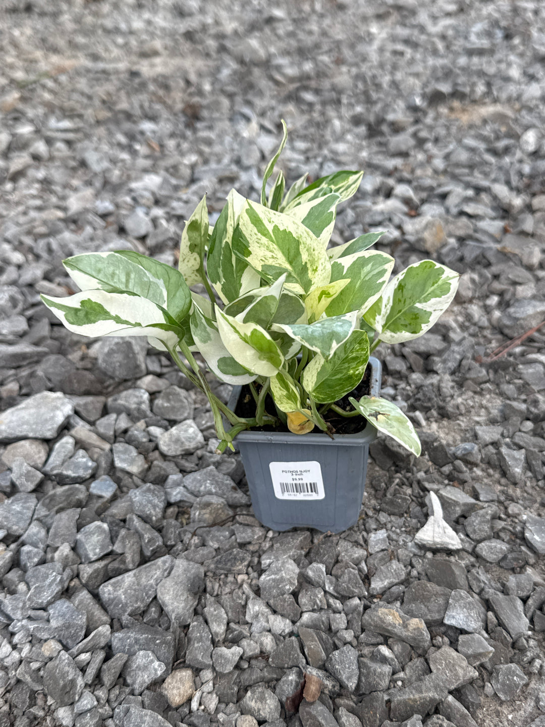 POTHOS NJOY 3-inch