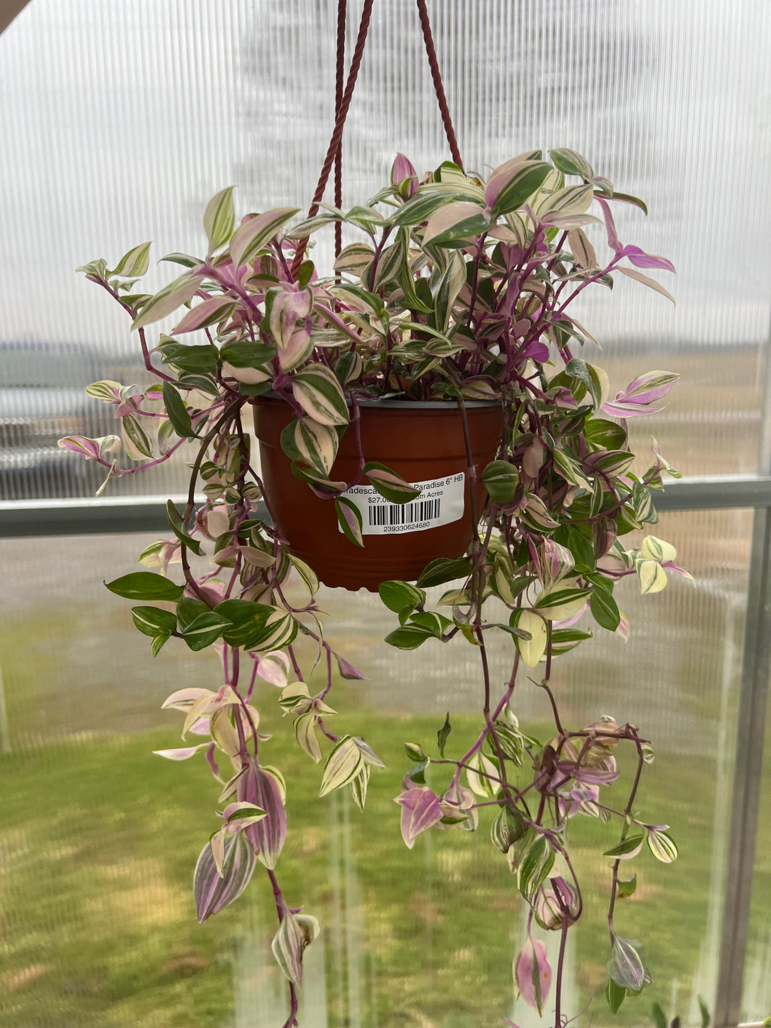 Tradescantia Tri-Color 6" HB