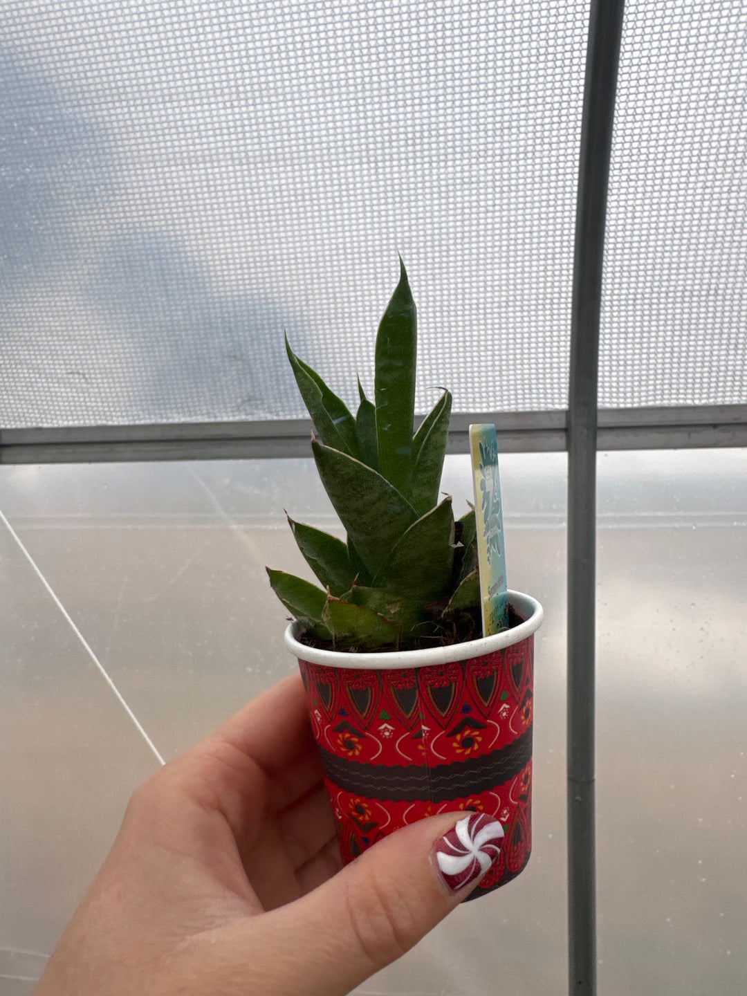 Sansevieria Tough Lady 2"