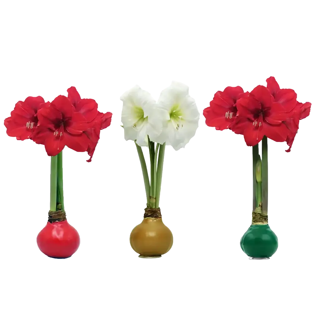Christmas Bulb Mix bulb size 30cm+