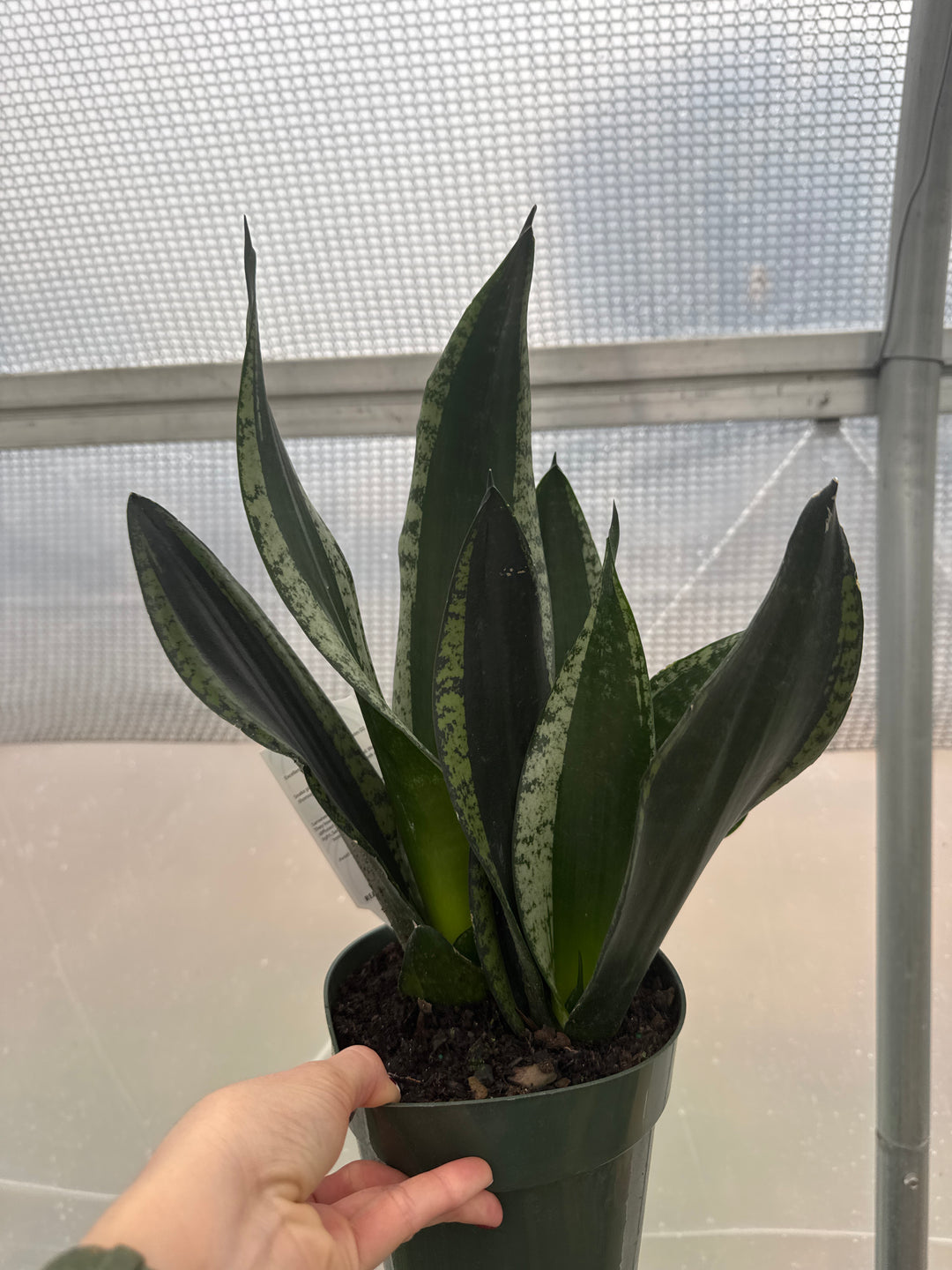 sansevieria trifasciata whitney Sansevieria Whitney 6"