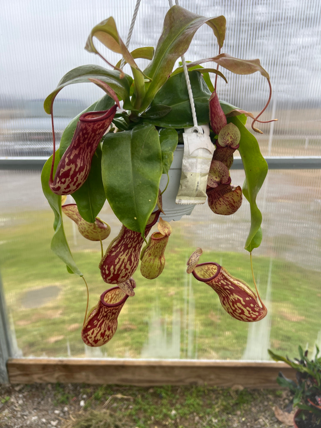 Carnivorous Nepenthes (Pitcher Plant) 6" HB
