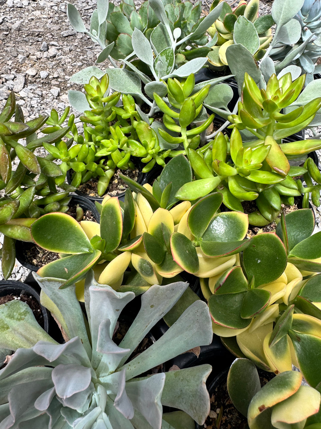 3.5” assorted succulents