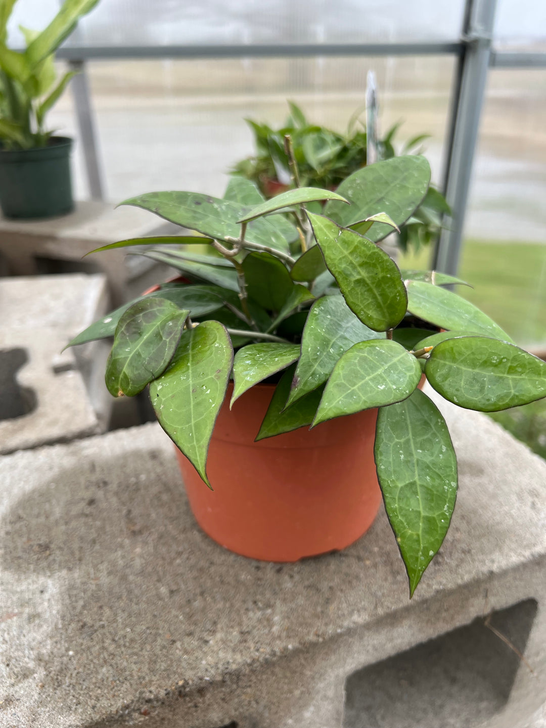 Hoya Compacta (Hindu Rope) 4"