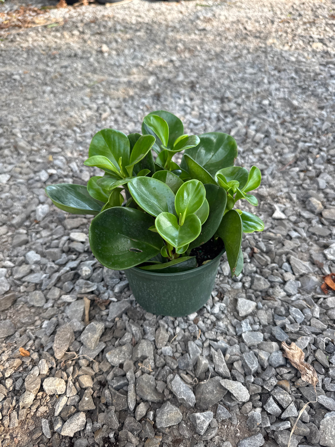 PEPEROMIA THAILAND 6-inch