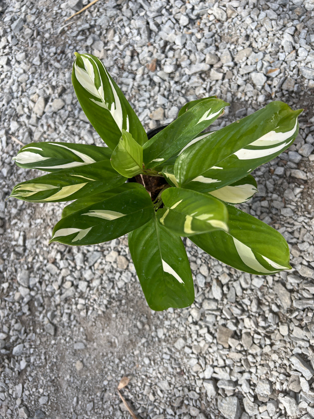 Ctenanthe Golden Mosaic