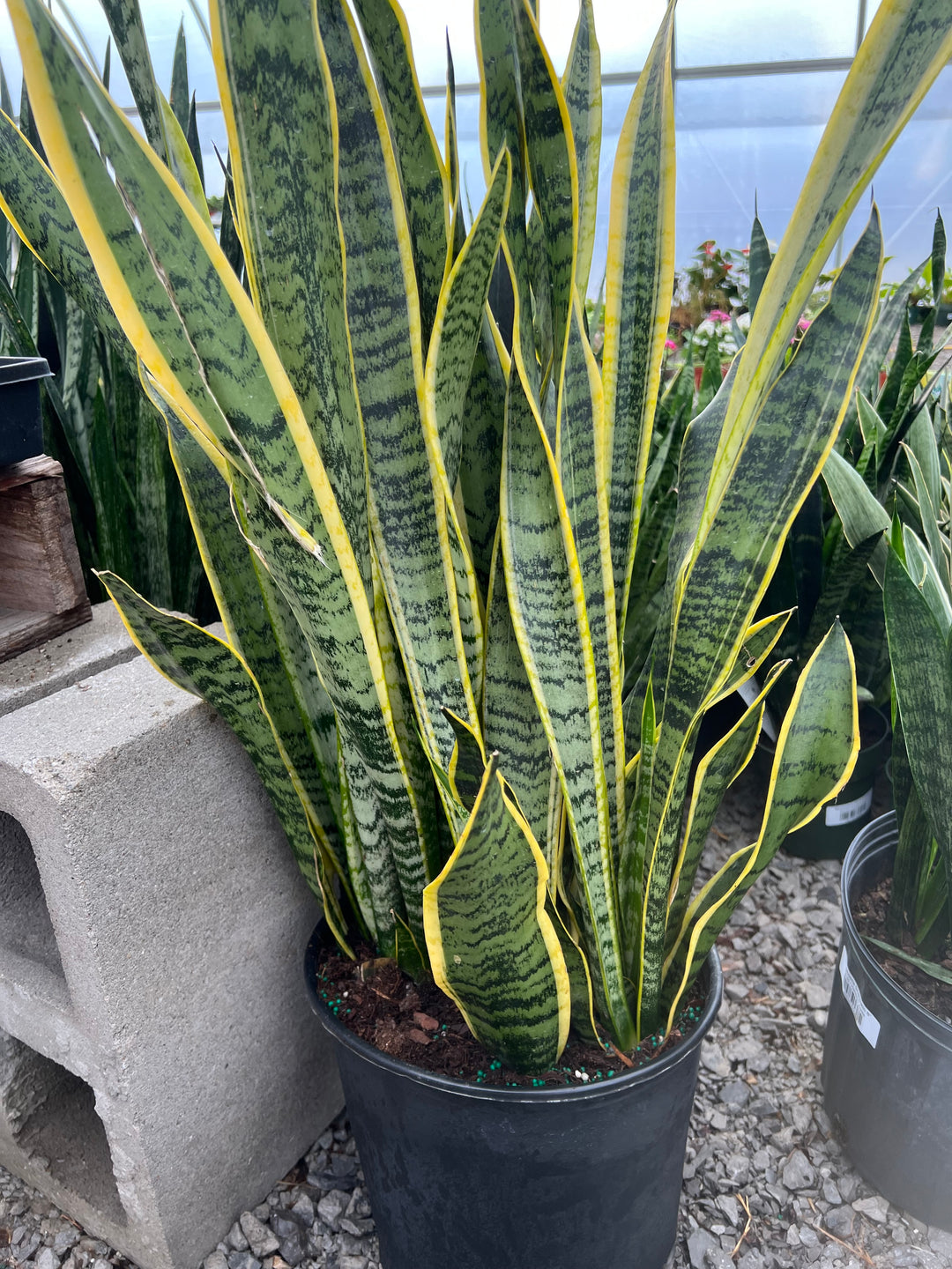 Sansevieria Futura Superba 10"