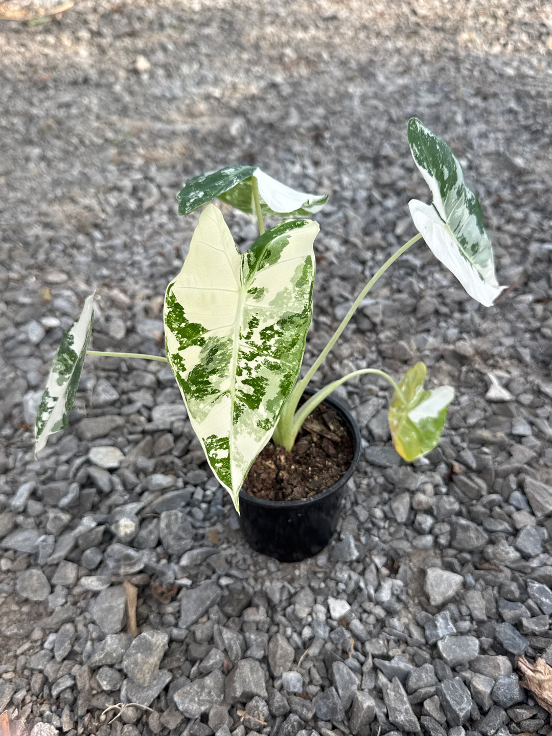 Alocasia Micholitziana 'Frydek' Variegated - 4" Pot
