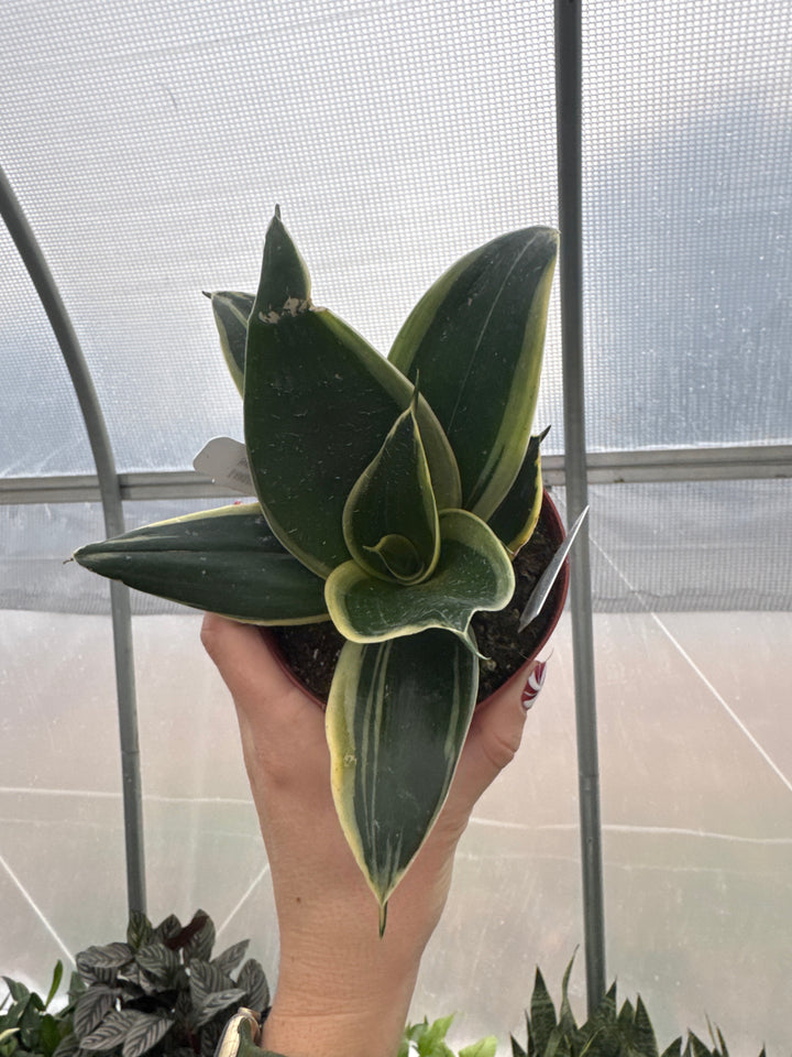 Sansevieria Hahnii Assorted 4"