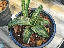 Sansevieria Cleopatra 4"