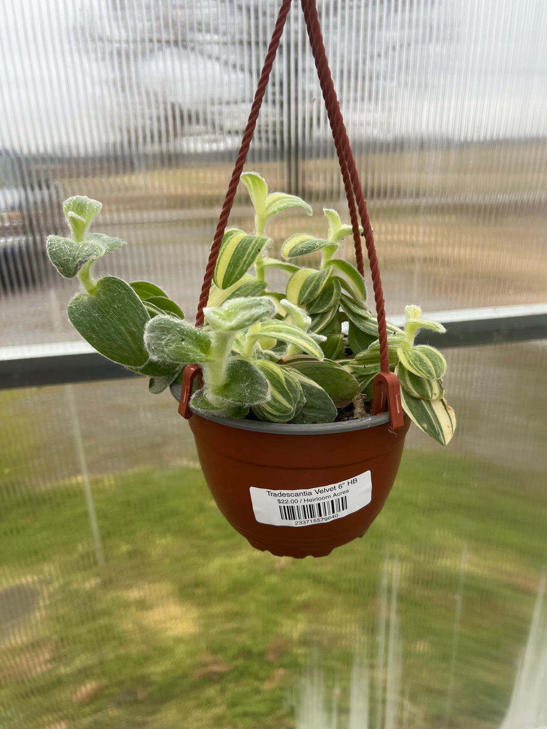 Tradescantia Velvet 6" HB