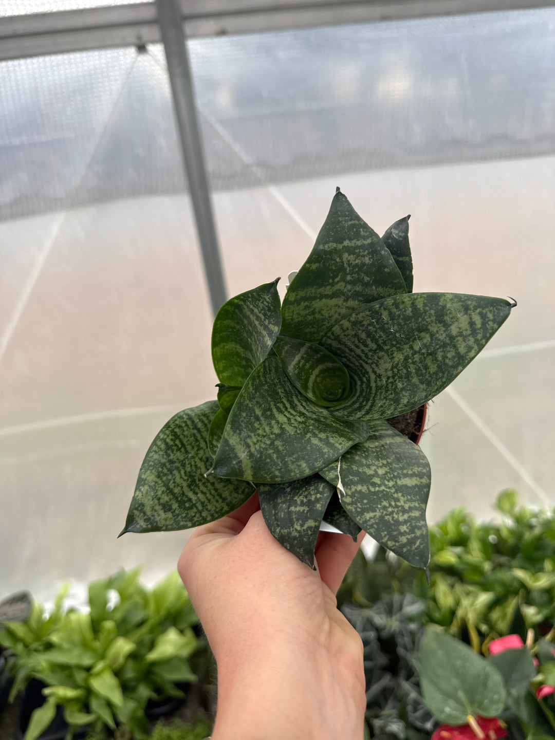 Sansevieria Hahnii Assorted 4"