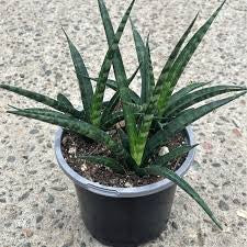 Sansevieria Bacularis Mikado 4"