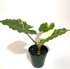 Alocasia Odora Variegated 10”