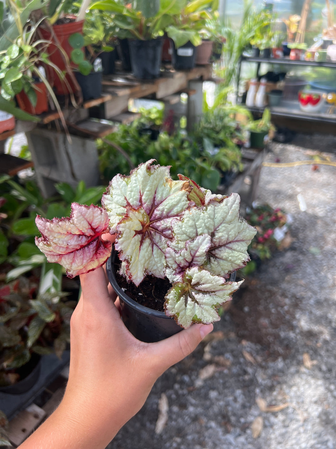 Rex Begonia 4”