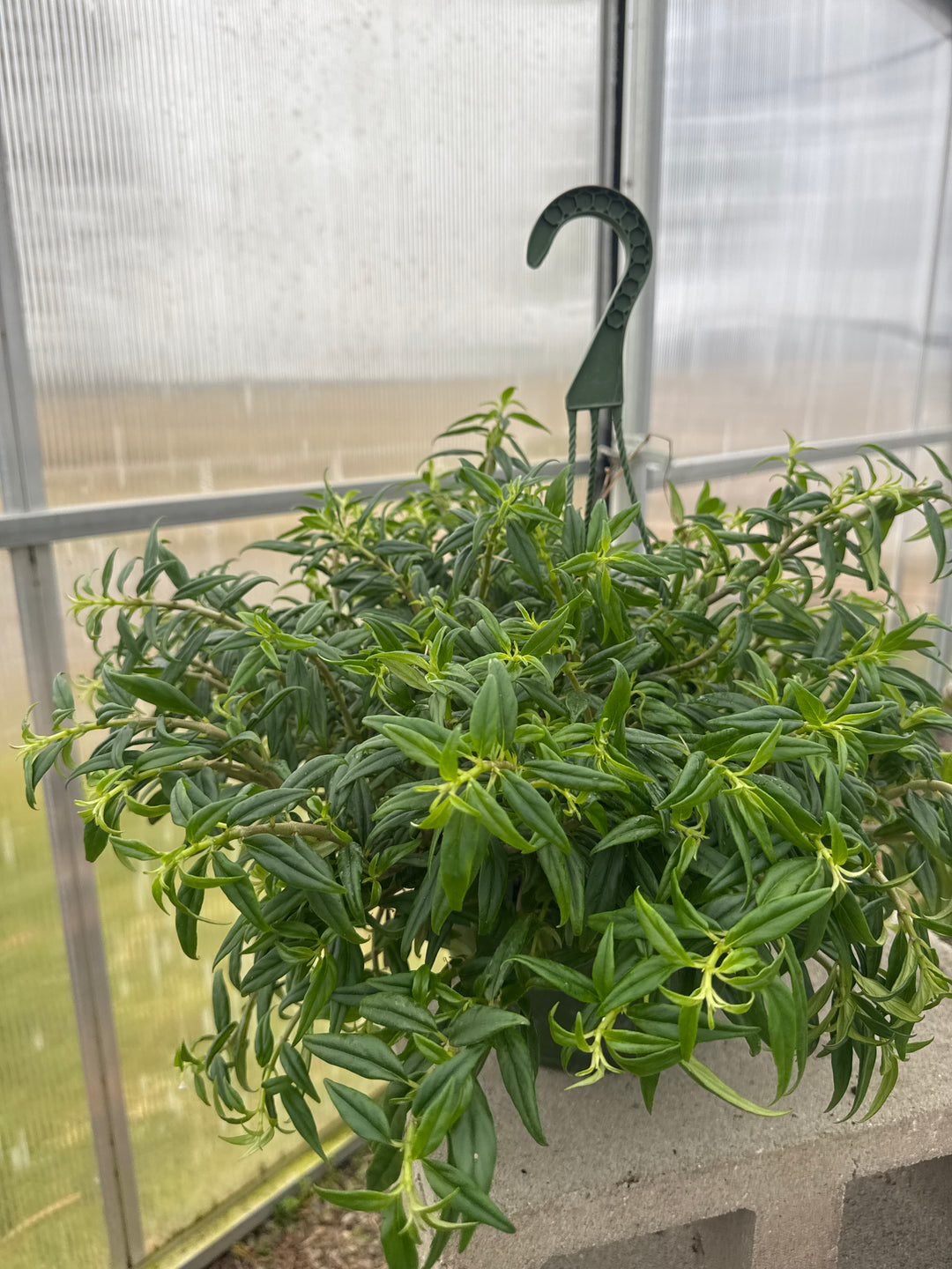 Goldfish (Columnea) 8" HB