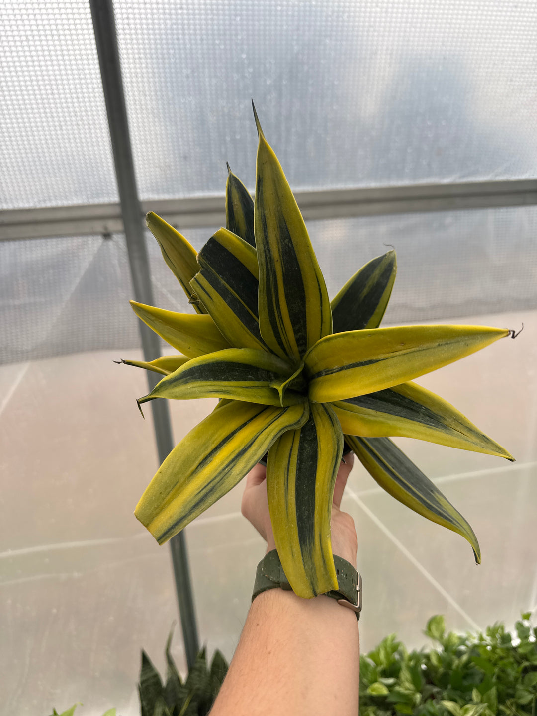 Sansevieria La Rubia 6"
