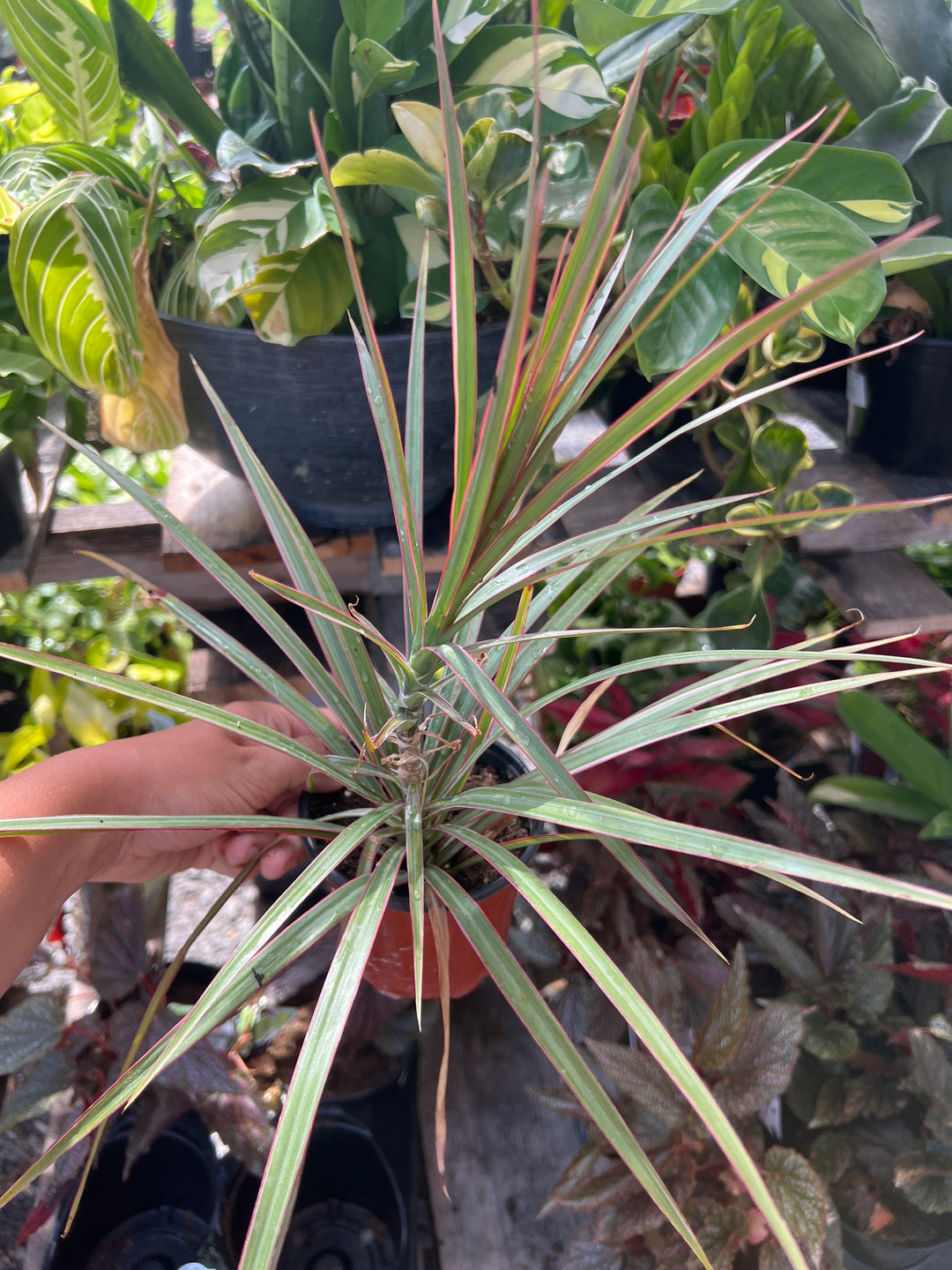 Dracaena ‘Bicolor’ 4”