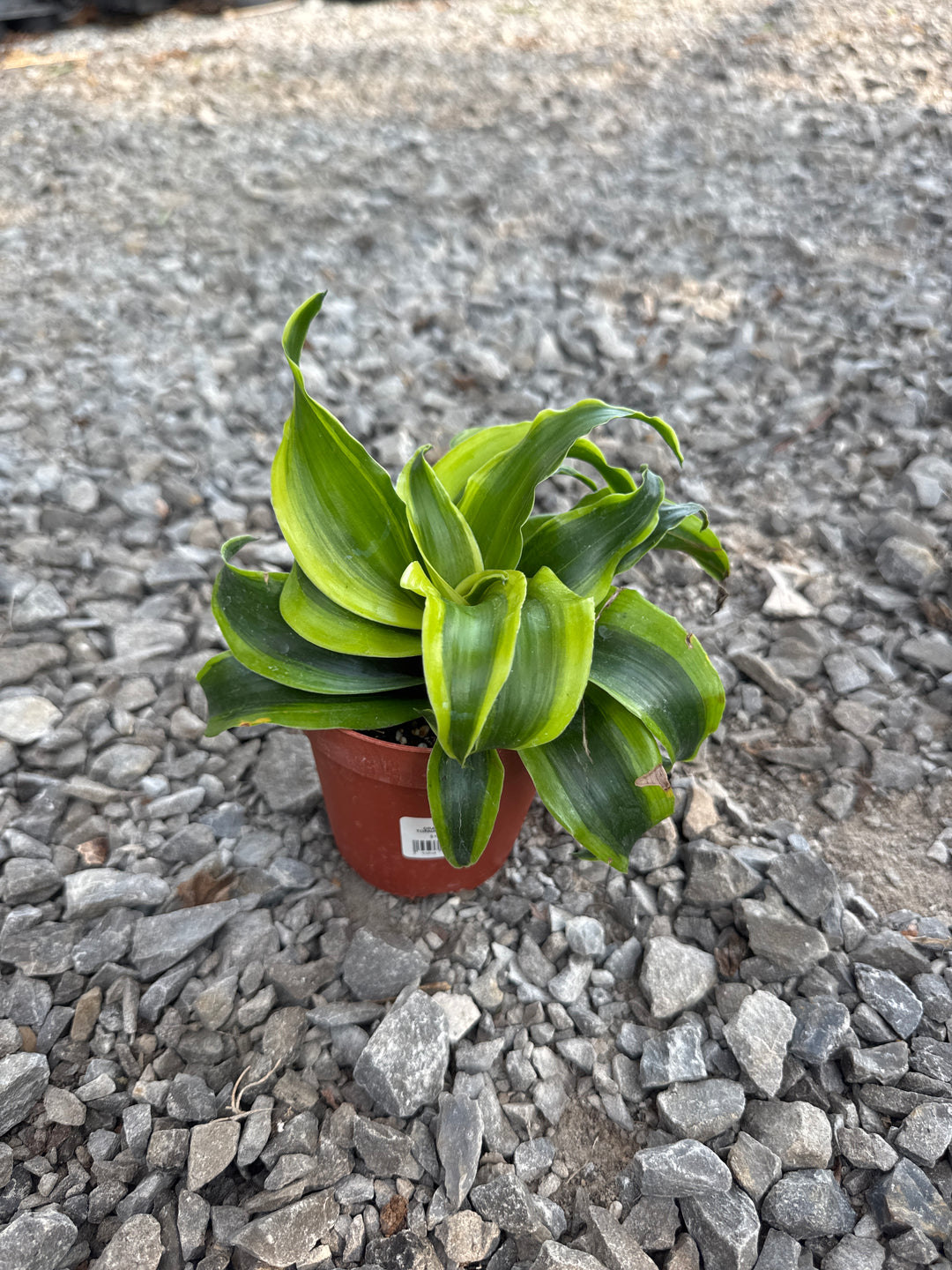 DRACAENA TORNADO 4-inch