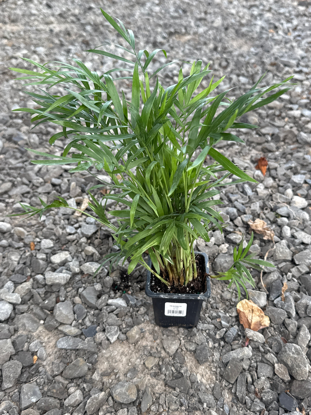 PALM PARLOR  3-inch