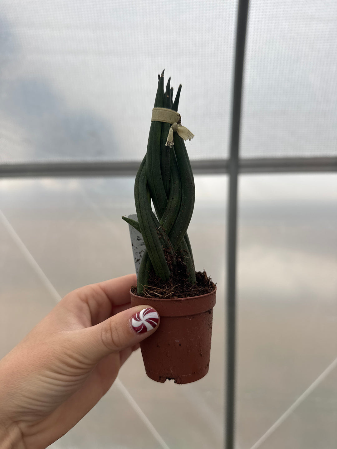 Sansevieria Snake Cylindrica (Braided) 2" Nursery Pot