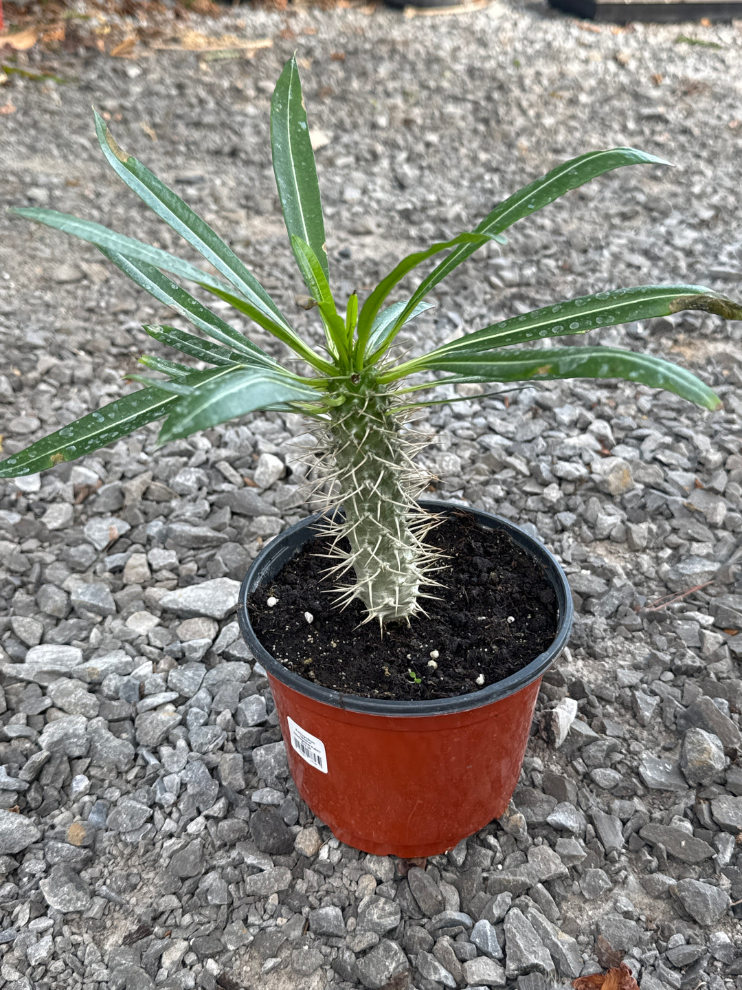 Pachypodium 'lamerei' (Madagascar Palm) - 6" Pot