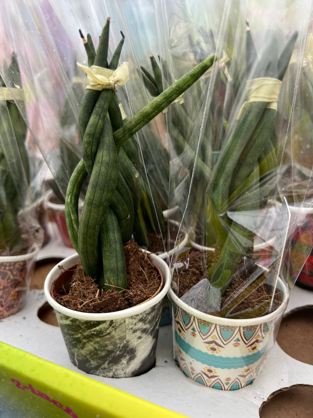 Sansevieria Cylindrica 2"