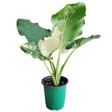 Alocasia Appaloosa Gold Variegated 10”