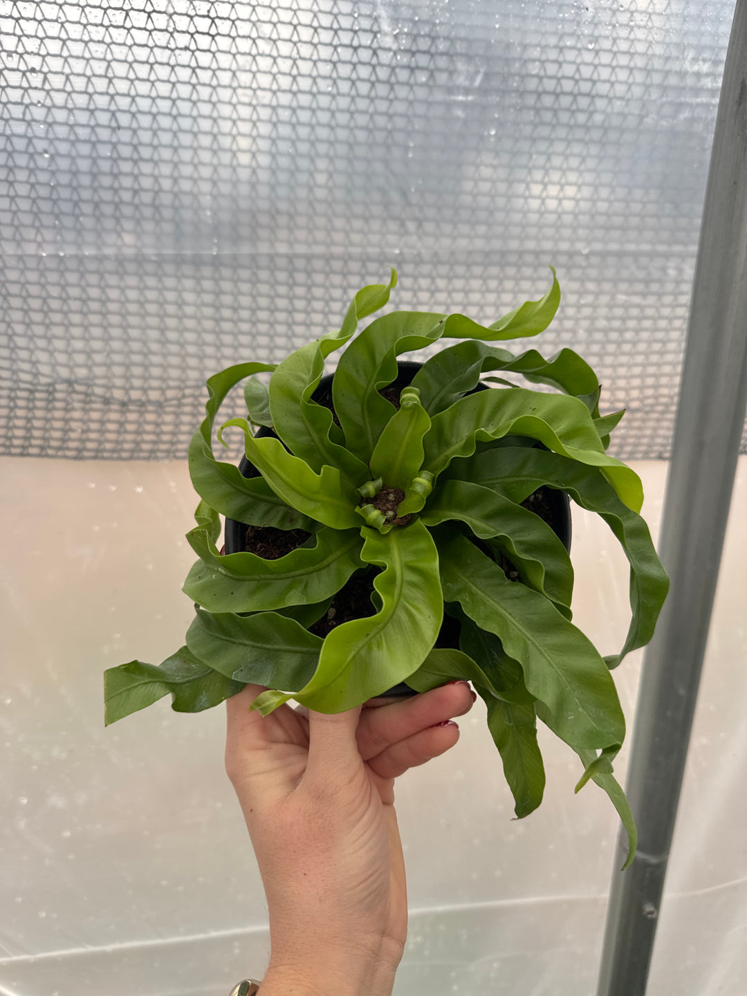 Fern Birdsnest Hurricane 6"